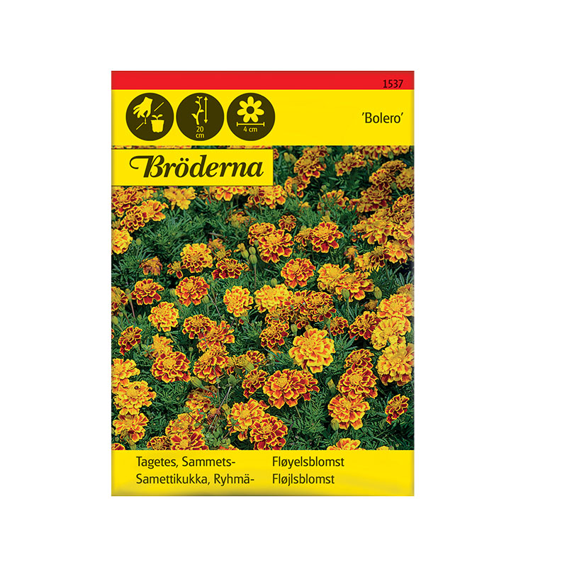 Nelson Garden Frøpose Tagetes Sammets-, Bolero