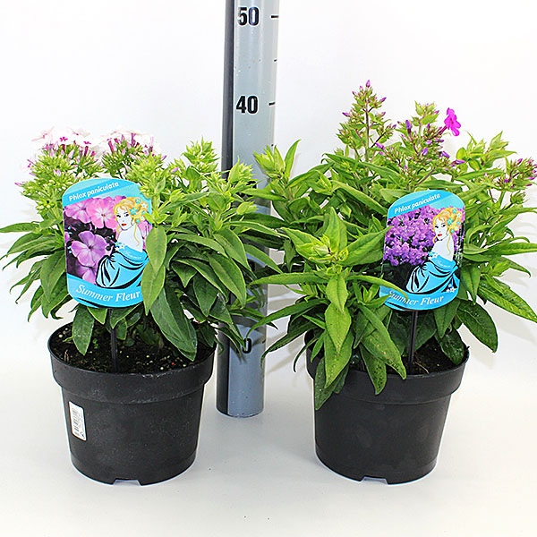 Floks - Phlox 11,5cm