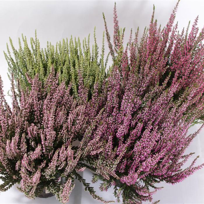 HØSTLYNG - ERICA DARLEYENSIS