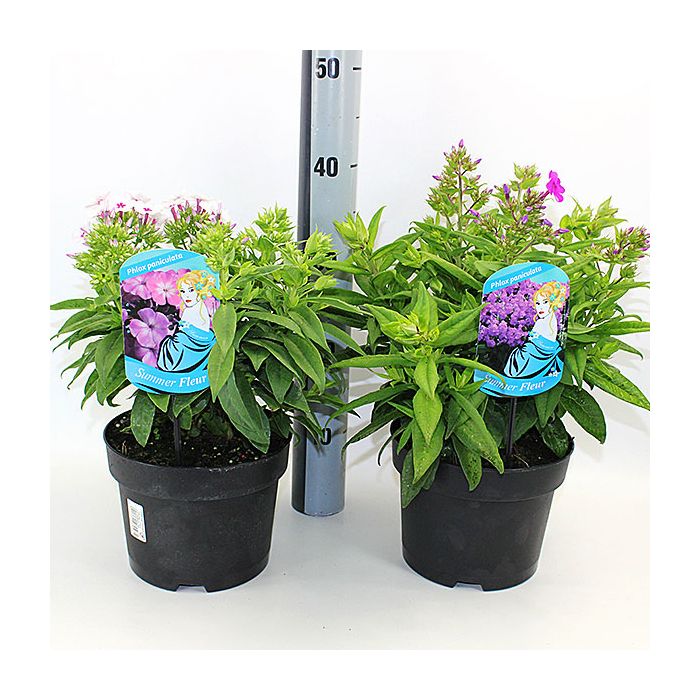 FLOKS - PHLOX