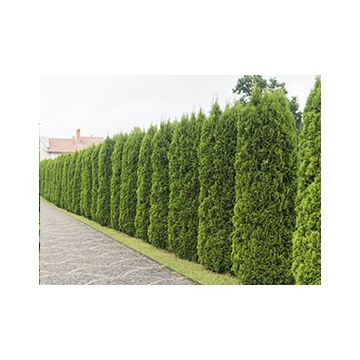 Plante hekk | Byggmax