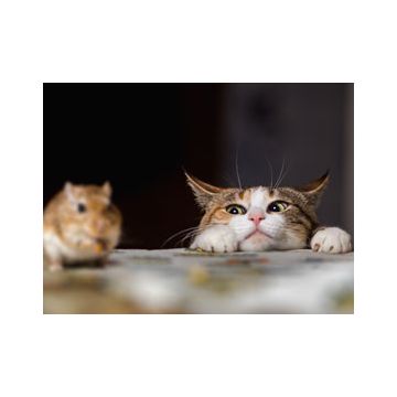 Sikre huset mot skadedyr | Byggmax