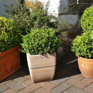 Buxus 21 cm