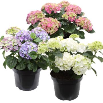 Hortensia 21CM