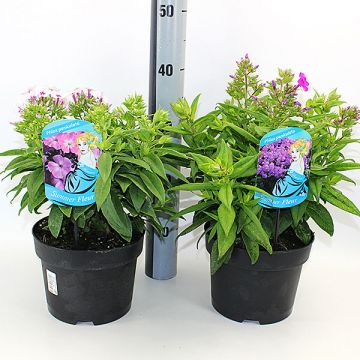 FLOKS - PHLOX