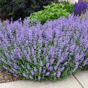 NEPETA  - NEPETA