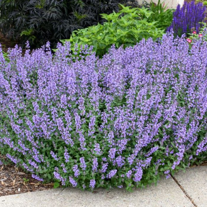 NEPETA  - NEPETA