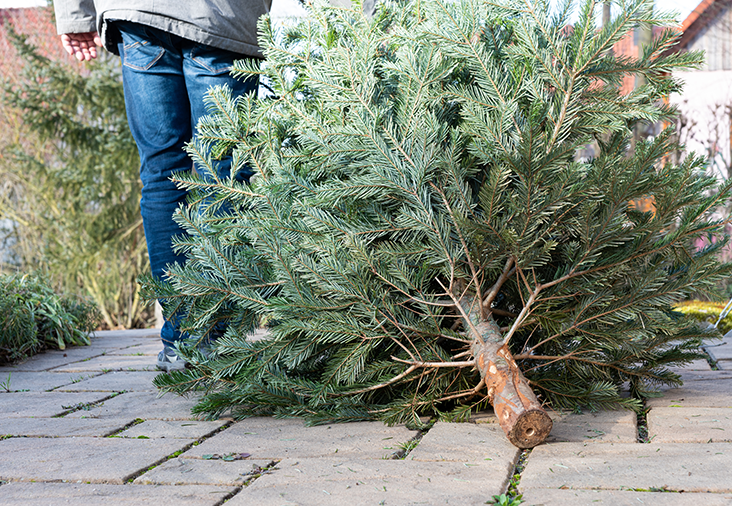 Slik resirkulerer du juletreet