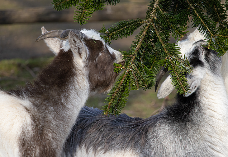 Doner juletreet til en bondegård | Byggmax Doner juletreet til en bondegård | Byggmax